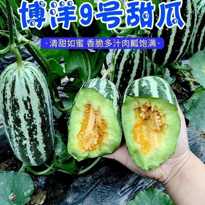 嫁接甜瓜苗羊角蜜博洋九博洋61绿宝日本甜宝苗子齐全