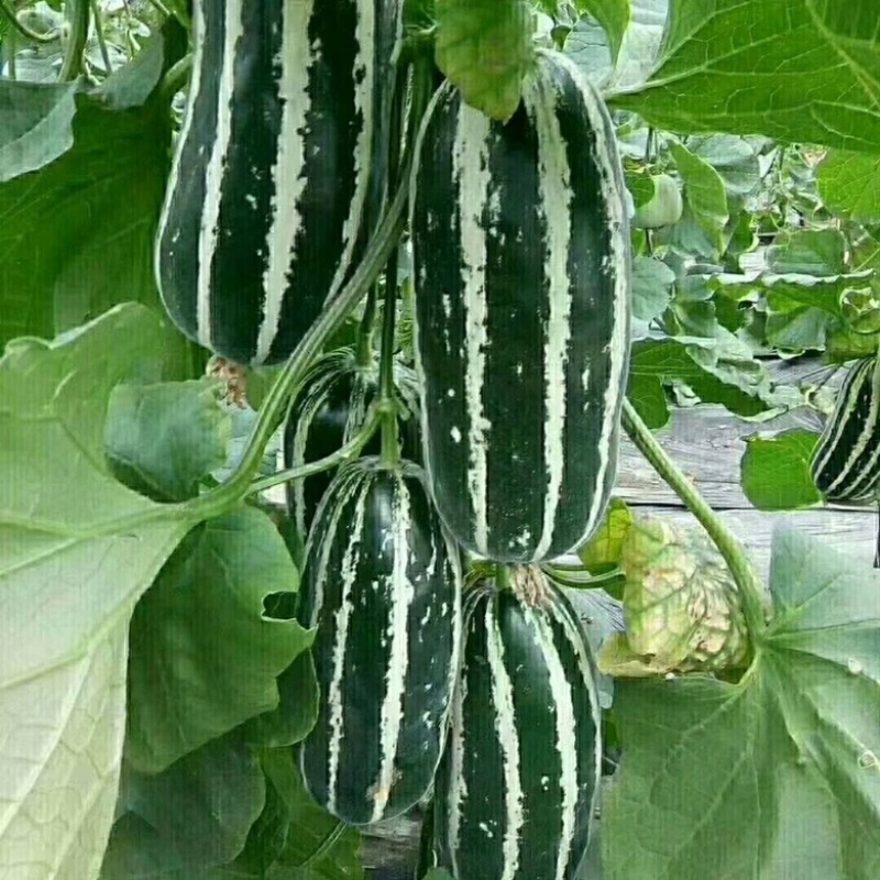 嫁接甜瓜苗羊角蜜博洋九博洋61绿宝日本甜宝苗子齐全