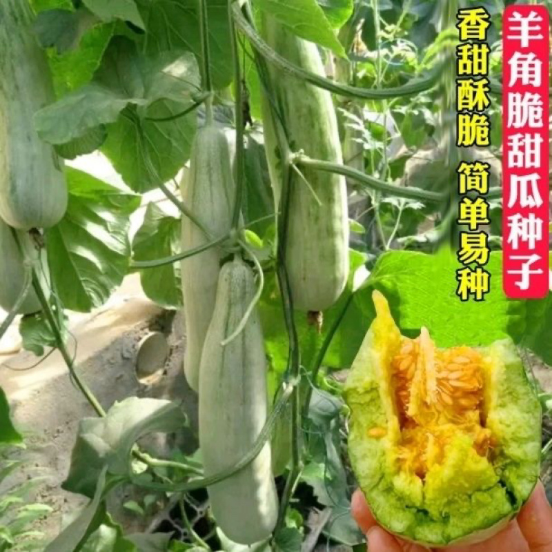 嫁接甜瓜苗羊角蜜博洋九博洋61绿宝日本甜宝苗子齐全