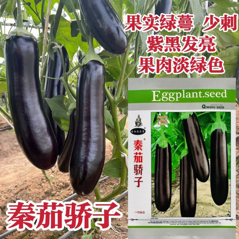 秦茄骄子绿蕚茄子种子粗长棒形茄子种子早熟绿肉好吃紫黑发亮