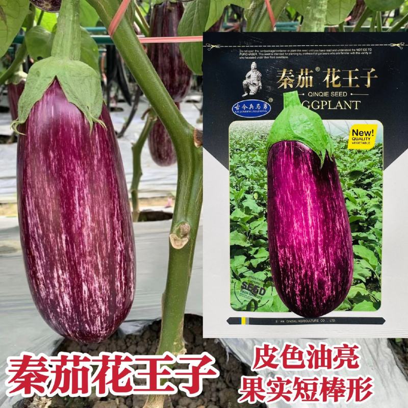 秦茄花王子花茄子种子中早熟杂交花茄种籽皮色油亮短棒形茄子