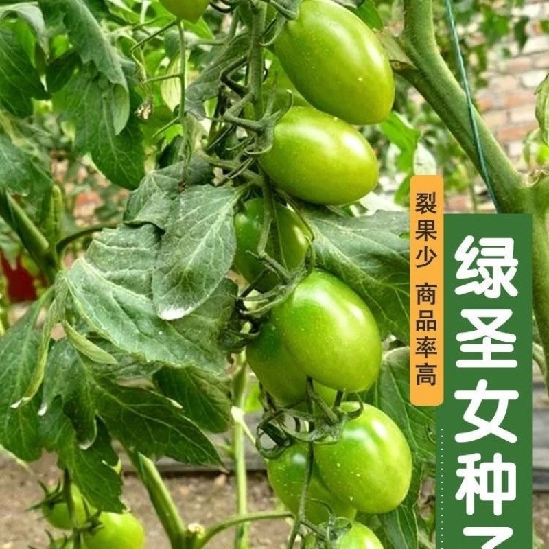 圣女果苗西红柿苗口感好，酸甜搭配，抗病高产品种多