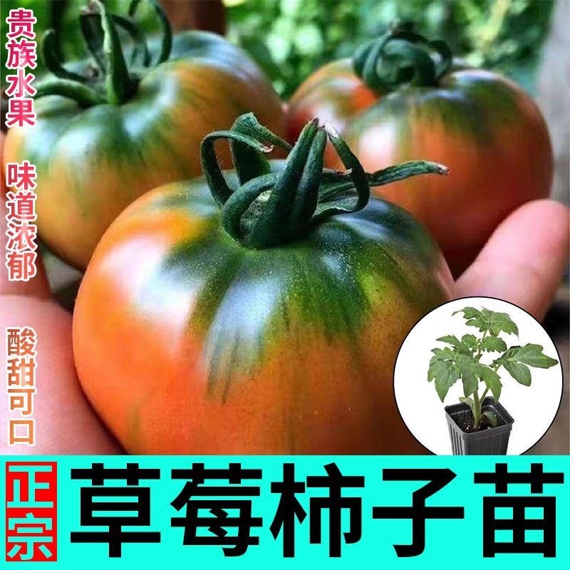 圣女果苗西红柿苗口感好，酸甜搭配，抗病高产品种多