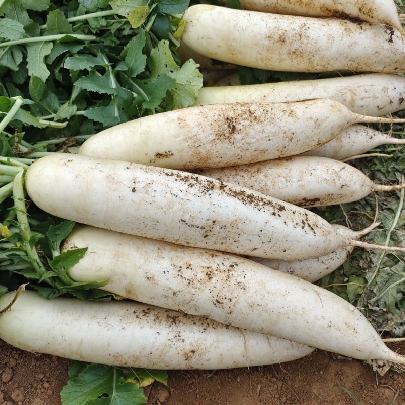 湖北新鲜现挖白萝卜青萝卜农家自种白萝卜绿色蔬菜萝卜