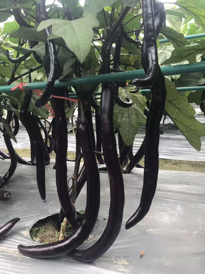 秦蔬长线茄种子白肉秦蔬5号茄子种子油黑亮丽长条形茄子种籽