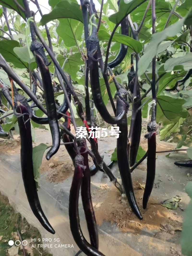 秦蔬长线茄种子白肉秦蔬5号茄子种子油黑亮丽长条形茄子种籽