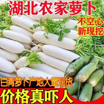 湖北新鲜现挖白萝卜青萝卜农家自种白萝卜绿色蔬菜萝卜