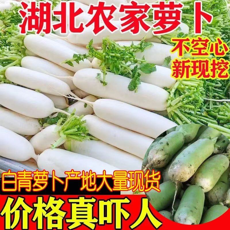 湖北新鲜现挖白萝卜青萝卜农家自种白萝卜绿色蔬菜萝卜