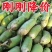 湖北新鲜现挖白萝卜青萝卜农家自种白萝卜绿色蔬菜萝卜