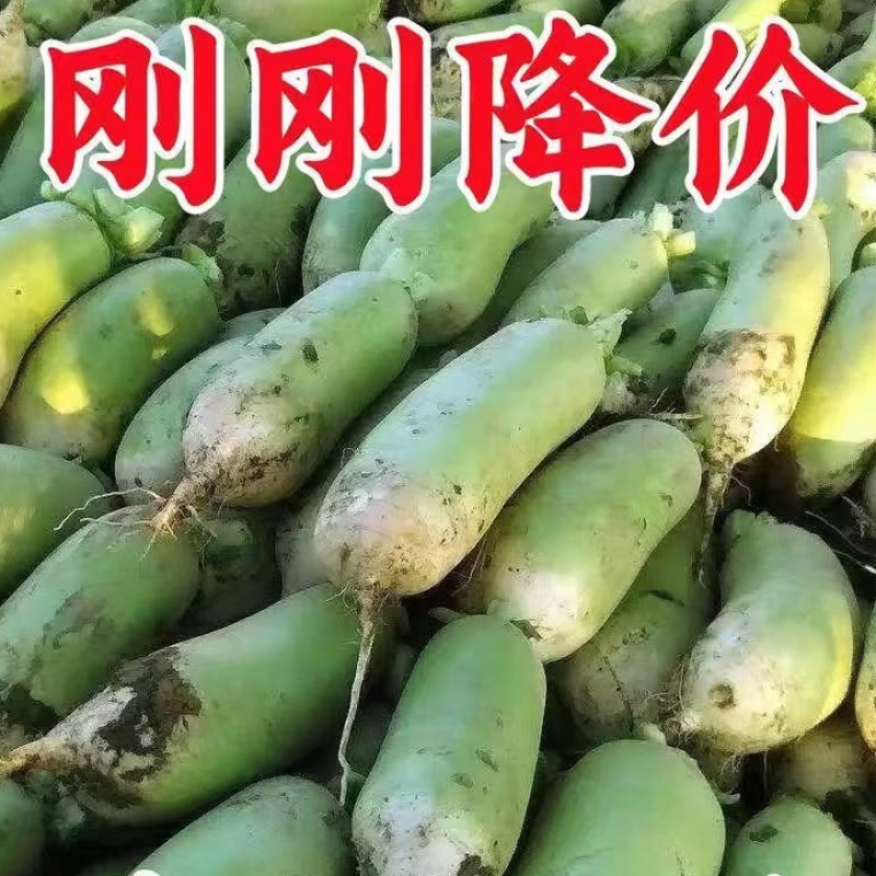 湖北新鲜现挖白萝卜青萝卜农家自种白萝卜绿色蔬菜萝卜