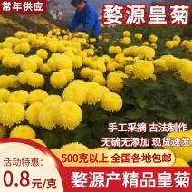 【正宗】江西婺源皇菊一朵一杯量大从优对接全国