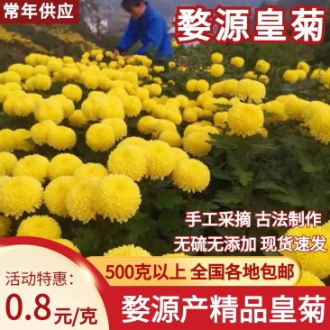 【正宗】江西婺源皇菊一朵一杯量大从优对接全国