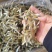 小鱼干新货公鱼干海鲜干货海燕鱼白帆鱼风干自晒咸小鱼仔水产