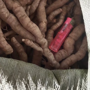 好大个好干净的货粉防己