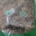 独一味叶常年经营冷背中药材量大从优