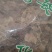 独一味叶常年经营冷背中药材量大从优