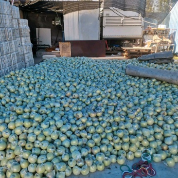 黄岛区宝山明月现货，5万斤