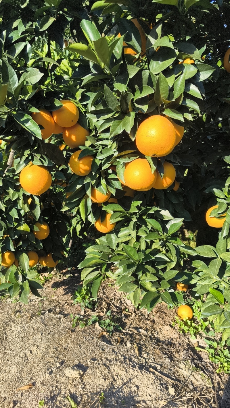 脐橙