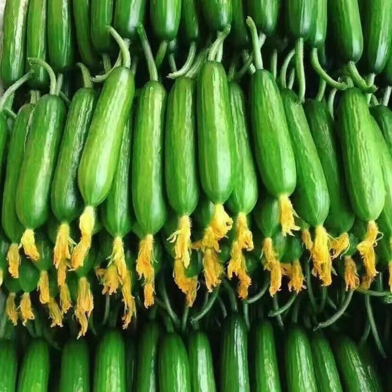 小乳瓜，小黄瓜！大荔黄瓜