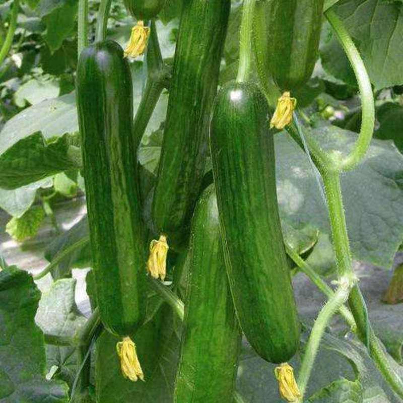 小乳瓜，小黄瓜！大荔黄瓜