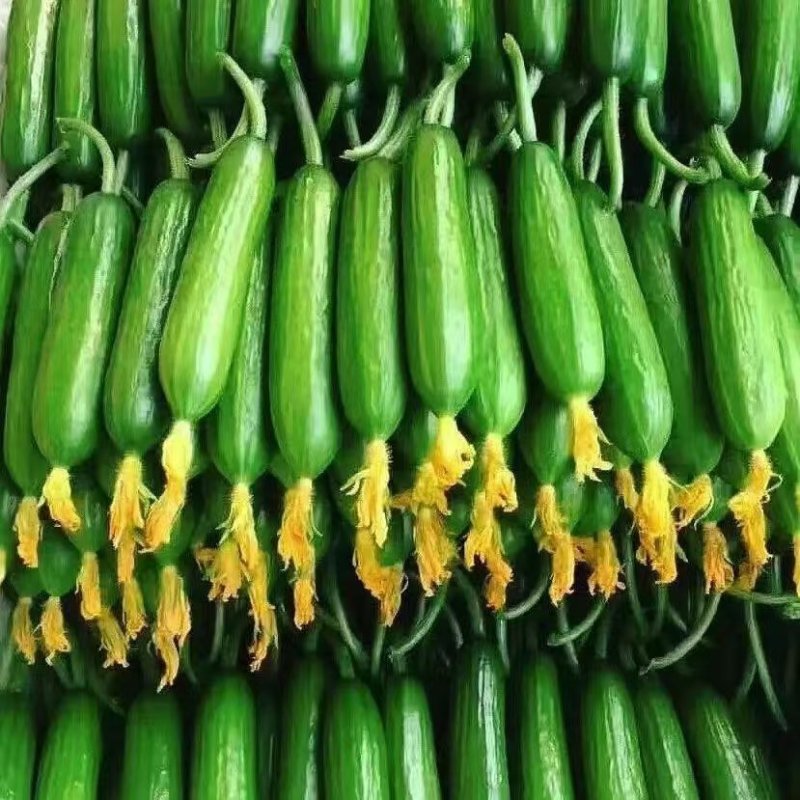 小乳瓜，小黄瓜！大荔黄瓜