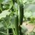 小乳瓜，小黄瓜！大荔黄瓜