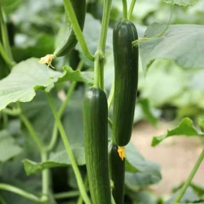 小乳瓜，小黄瓜！大荔黄瓜