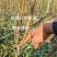 新品种全红蜜迎秋蜜桃映雪红冬桃树苗早熟晚熟桃苗特大品种等
