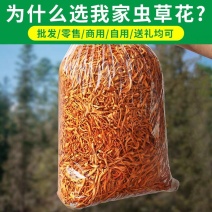 虫草花产地直销坐标李大人