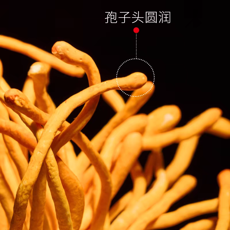 虫草花产地直销坐标李大人