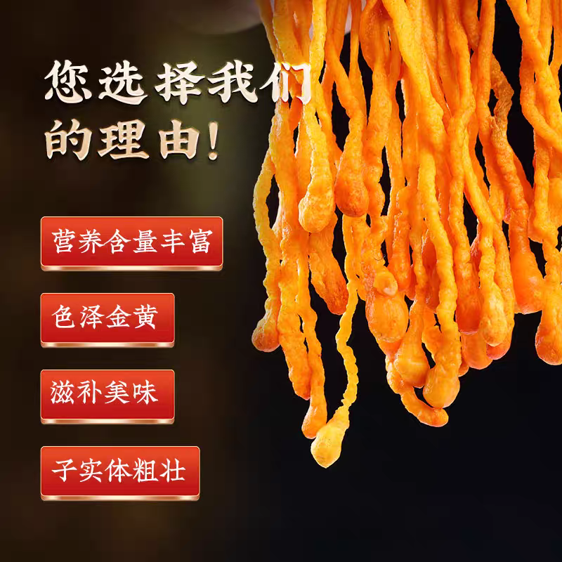 虫草花产地直销坐标李大人