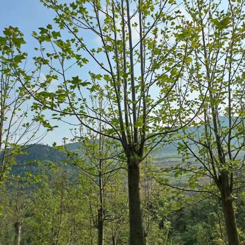 鹅掌楸小苗鹅掌楸树苗马褂木小苗马褂木树苗