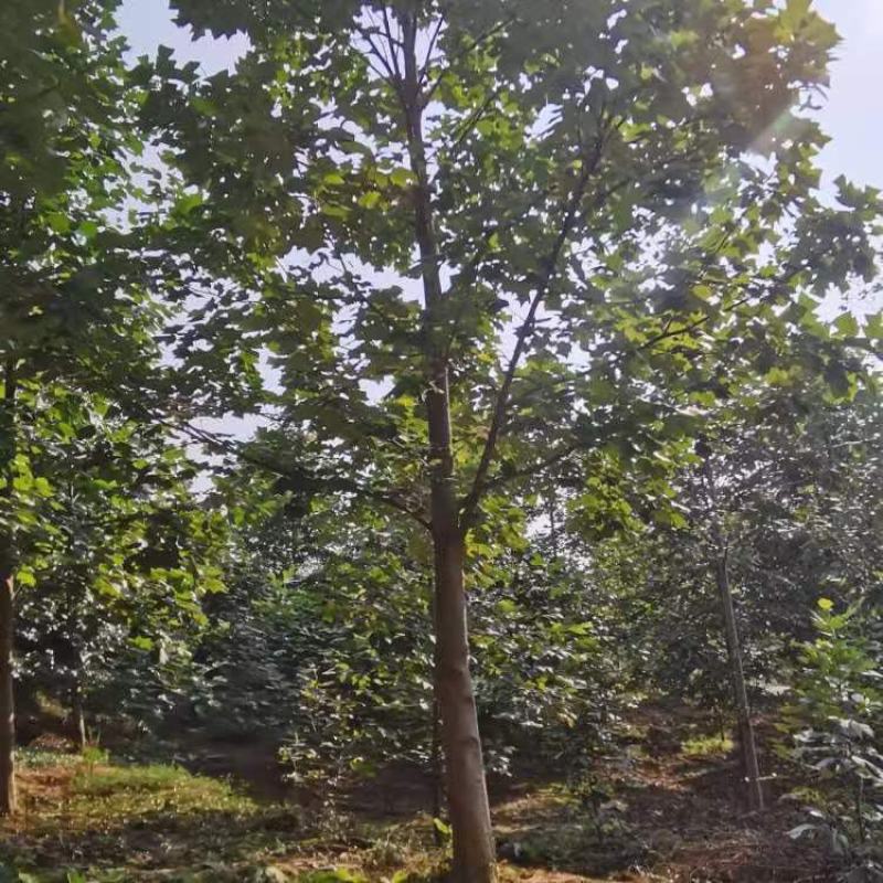 鹅掌楸小苗鹅掌楸树苗马褂木小苗马褂木树苗
