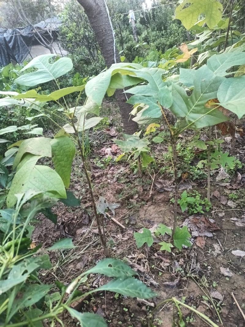 鹅掌楸小苗鹅掌楸树苗马褂木小苗马褂木树苗