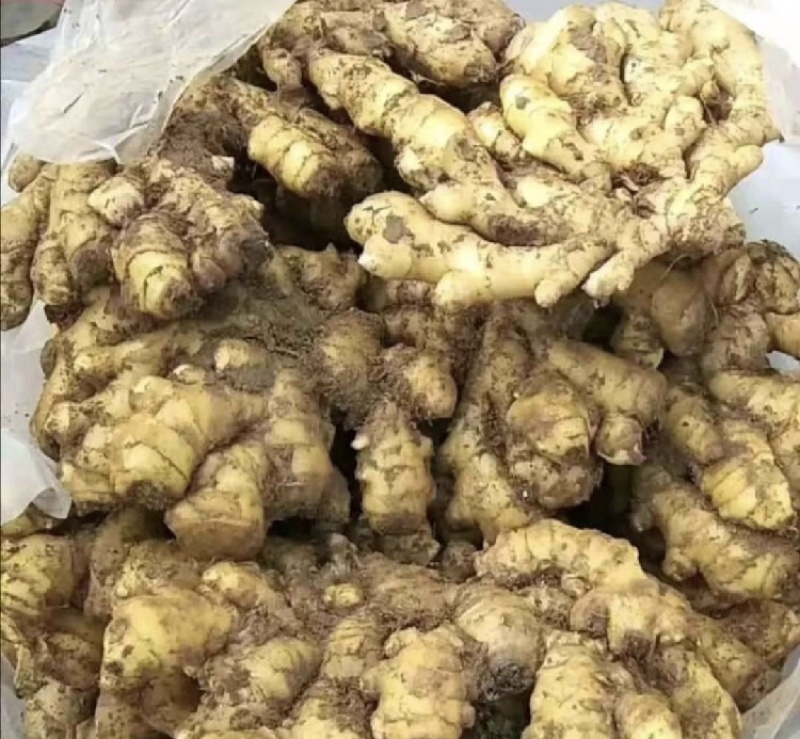 【推荐】山东优质小黄姜坏烂包陪代发全国