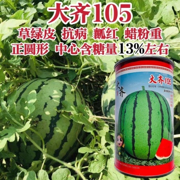 露地专用西瓜种子大齐105西瓜种子皮薄抗裂正圆花皮红瓤