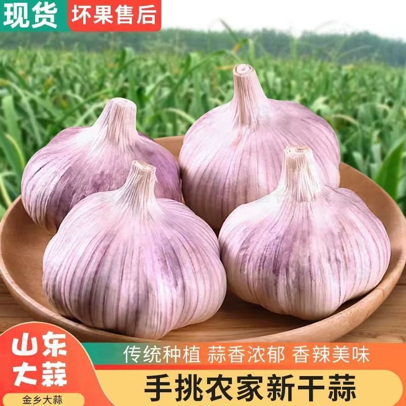 超低价】正宗山东新鲜特级大蒜特大果紫皮蒜红皮蒜水果便宜批发