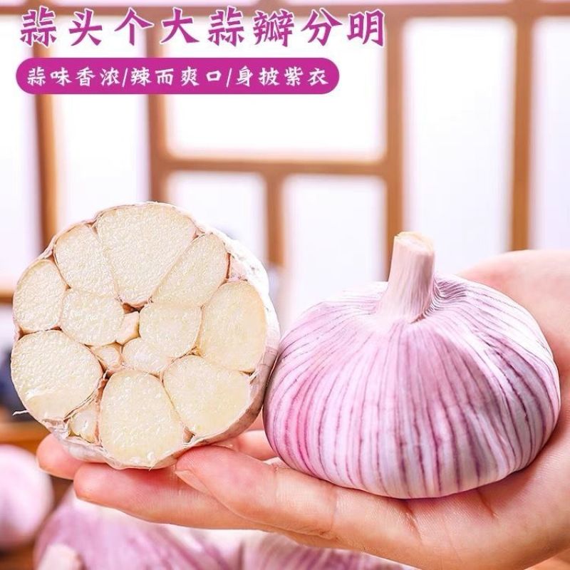 超低价】正宗山东新鲜特级大蒜特大果紫皮蒜红皮蒜水果便宜批发