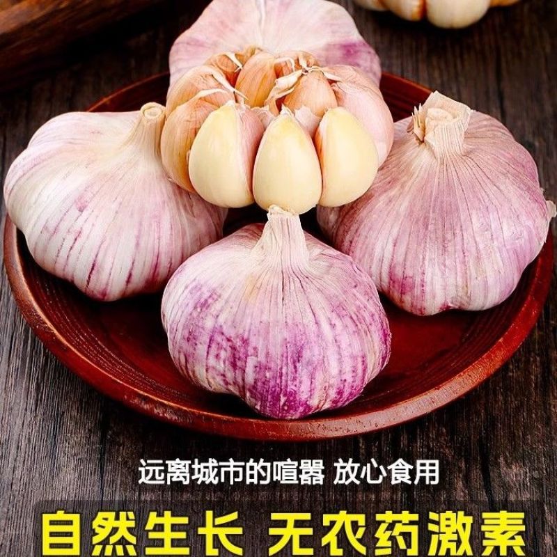 超低价】正宗山东新鲜特级大蒜特大果紫皮蒜红皮蒜水果便宜批发
