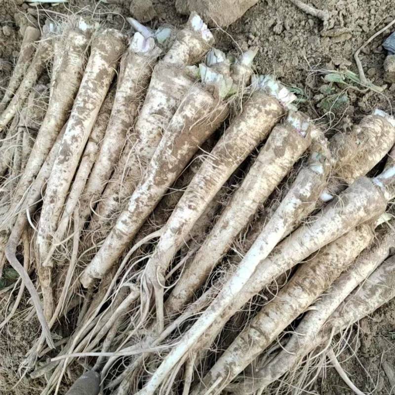 饶阳特产优质蔓菁大量上市，口感独特，欢迎全国各地新老客户