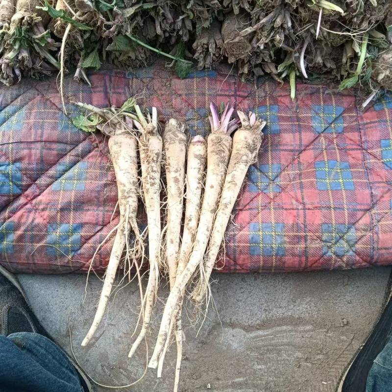 饶阳特产优质蔓菁大量上市，口感独特，欢迎全国各地新老客户
