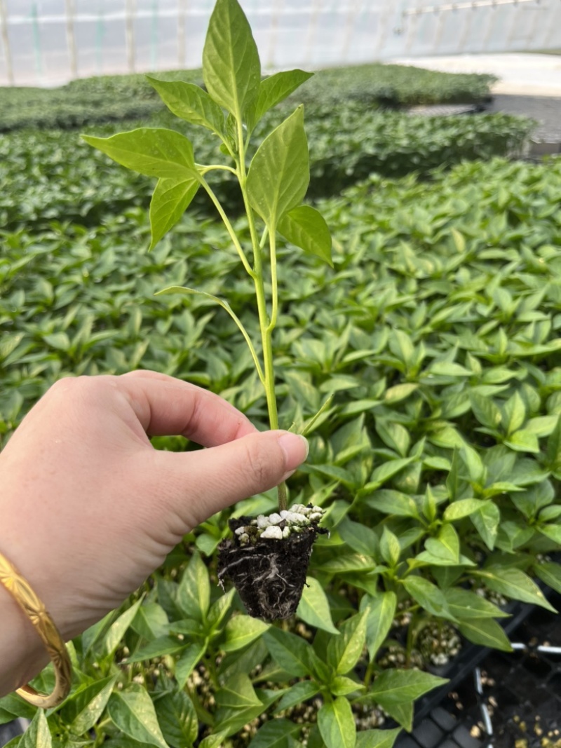 朝天椒苗小米椒苗专业化育苗厂家