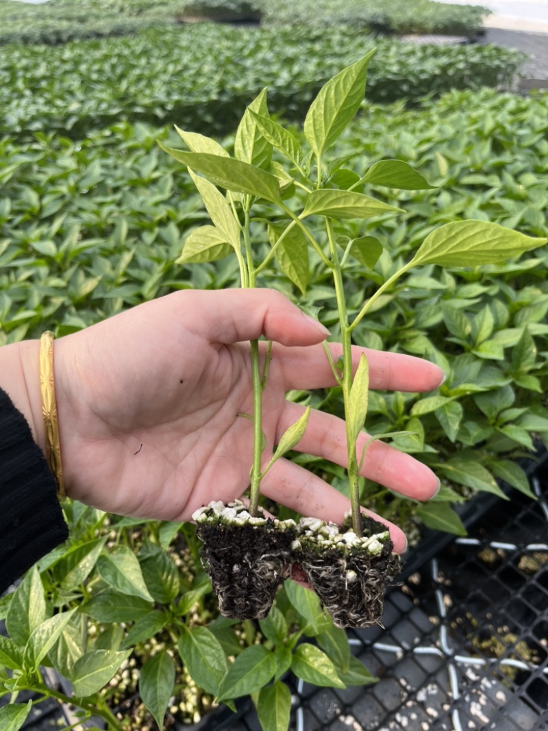 朝天椒苗小米椒苗专业化育苗厂家