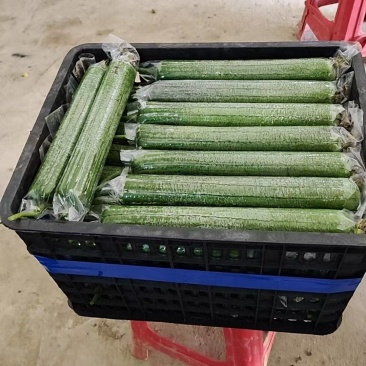 肉丝瓜，香丝瓜，大量出货，