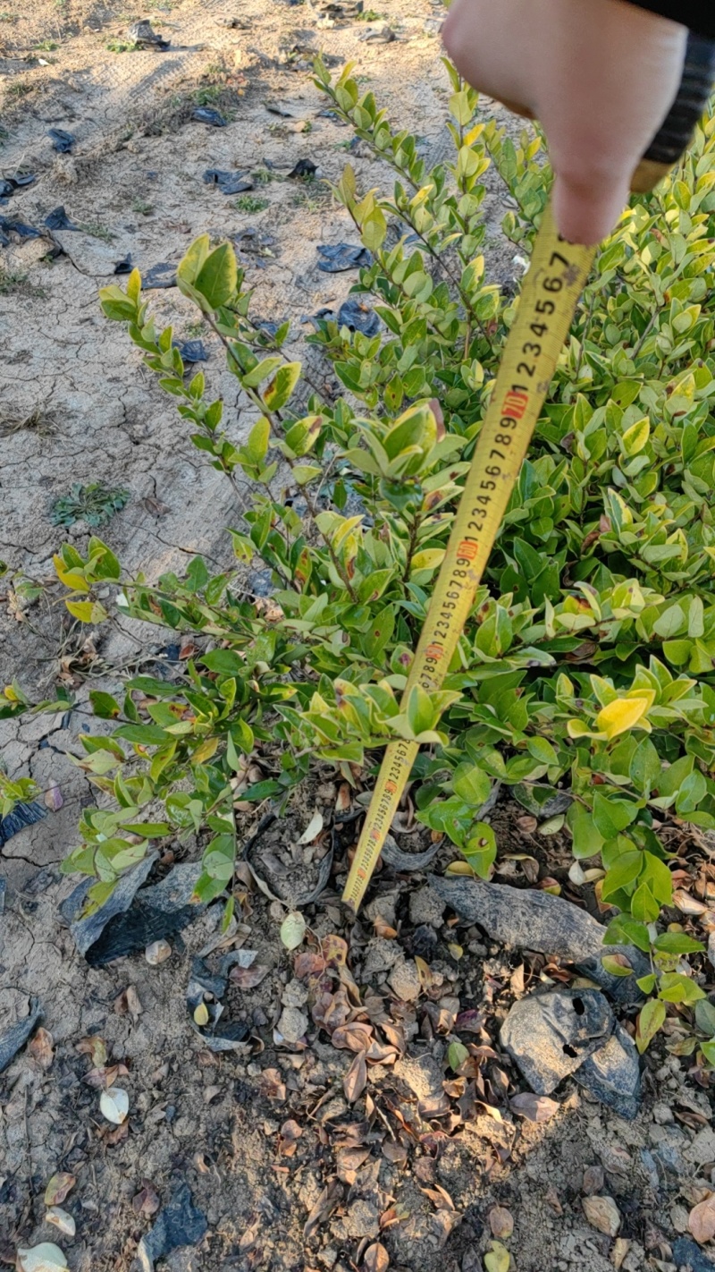 金森女贞红花继木红叶石楠各种规格现挖现发苗木