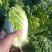 现有大量大娃娃菜出售，价格便宜，质量好，无干叶，无烧心