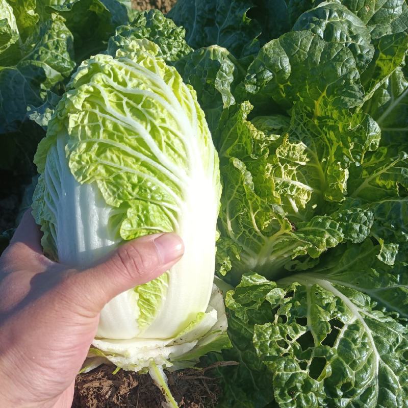 现有大量大娃娃菜出售，价格便宜，质量好，无干叶，无烧心