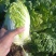 现有大量大娃娃菜出售，价格便宜，质量好，无干叶，无烧心
