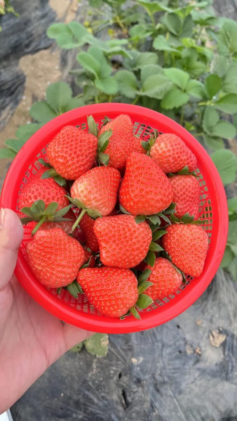 精品天仙醉草莓，大量供应，口感好，颜色好看，一件代发。