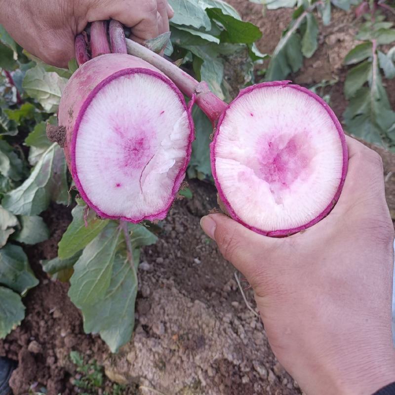 基地现有大批量冰糖心水果，口感脆甜，颜色好，质量好
